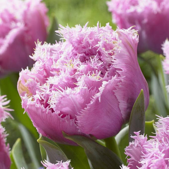 Tulip Perth 10-pack