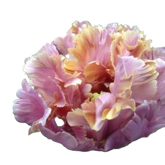 Tulip Vovos 5-pack