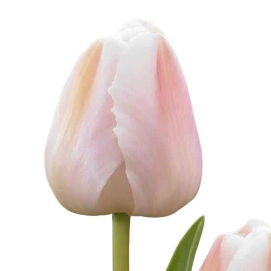 Tulip Coral Pride 10-pack