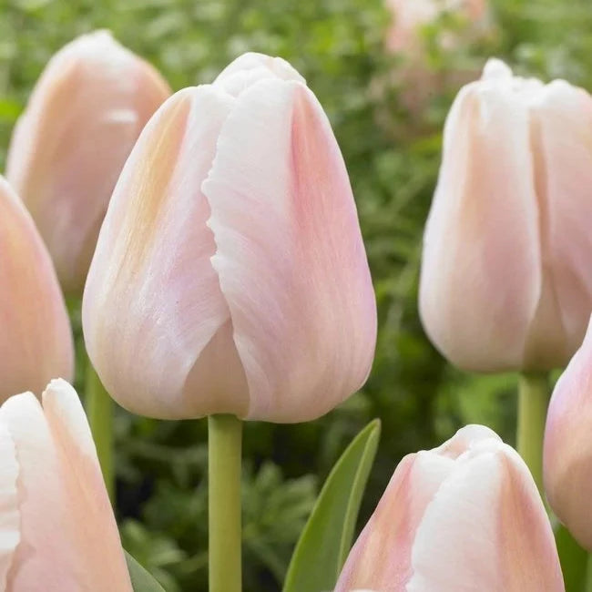 Tulip Apricot Pride 10-pack