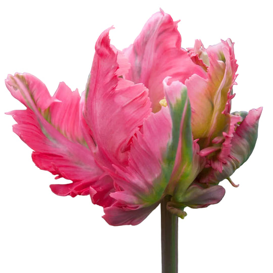 Tulip Flamingo Queen