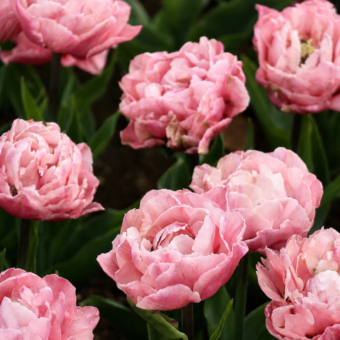 Tulip Quinty Trustfull 10-pack
