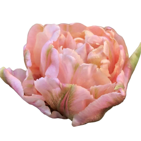 Tulip Quinty Trustfull 10-pack