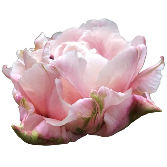 Tulip Quinty Trustfull 10-pack