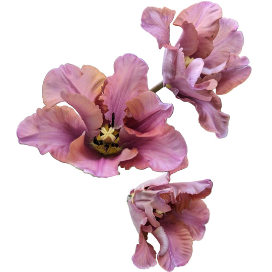 Tulip Vovos 5-pack