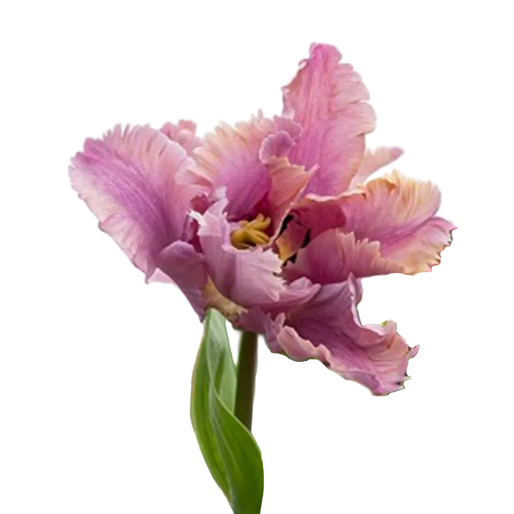 Tulip Vovos 5-pack