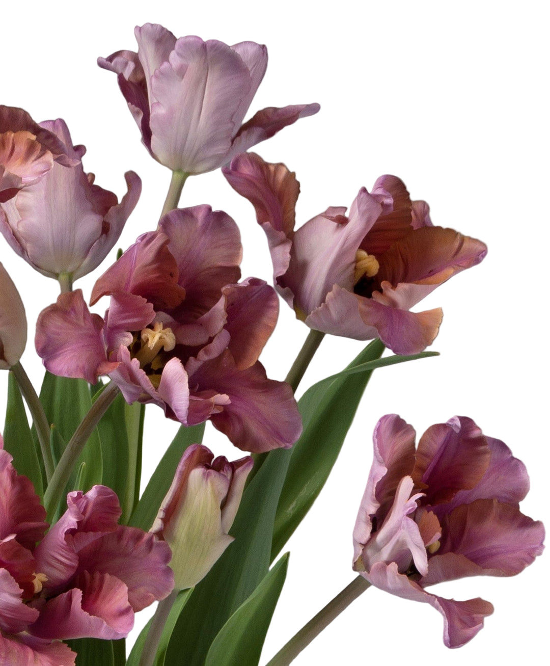 Tulip Vovos 5-pack