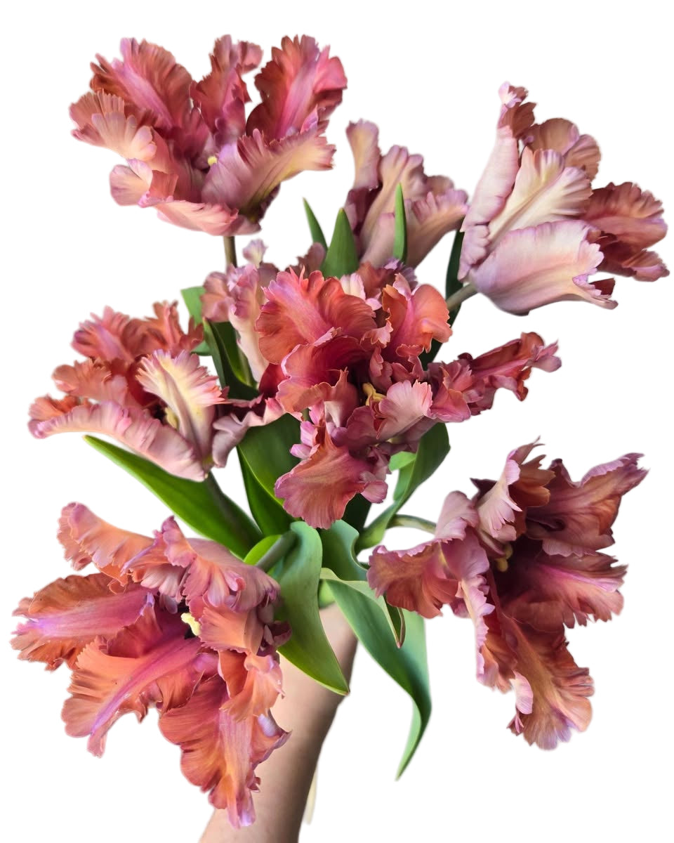 Tulip Vovos 5-pack