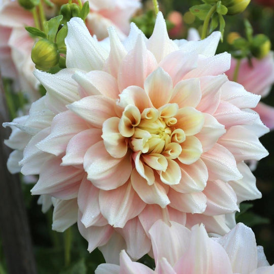 Dahlia Mania Subscription