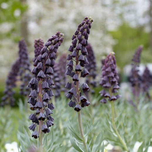 Fritillaria Persica 3-Pack
