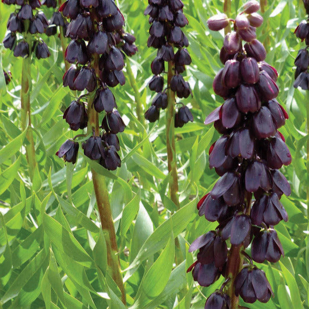 Fritillaria Persica 3-Pack