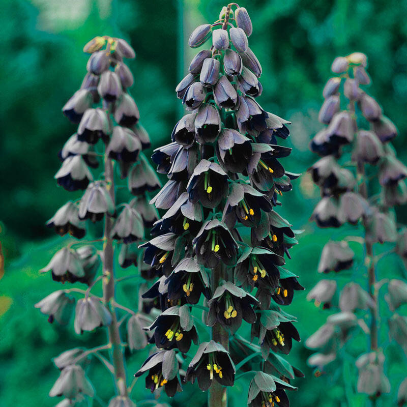 Fritillaria Persica 3-Pack