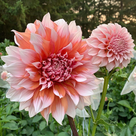 Dahlia Mania Subscription