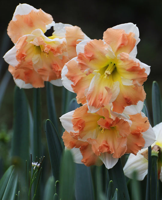 Narcissus Cum Laude
