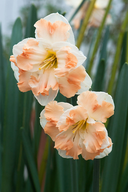 Narcissus Cum Laude