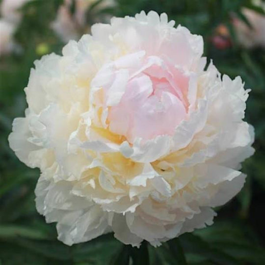 Peony Subscription