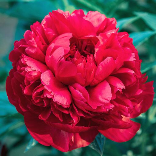 Peony Command Performance