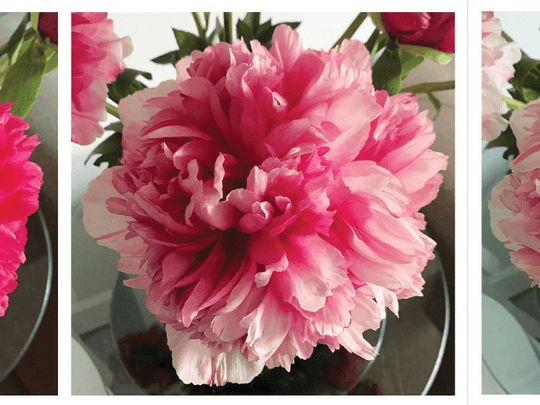 Peony Command Performance