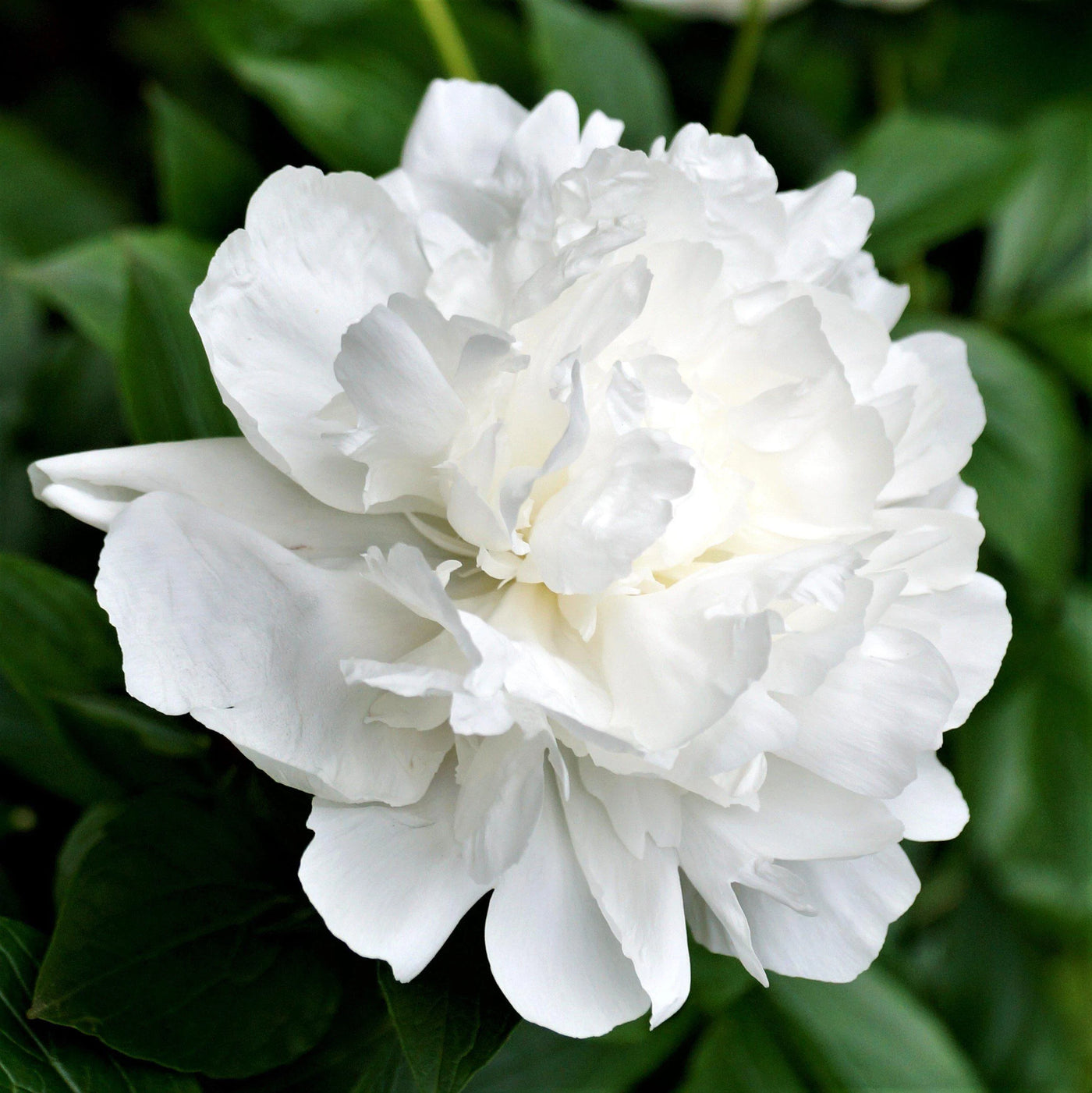 Peony Subscription