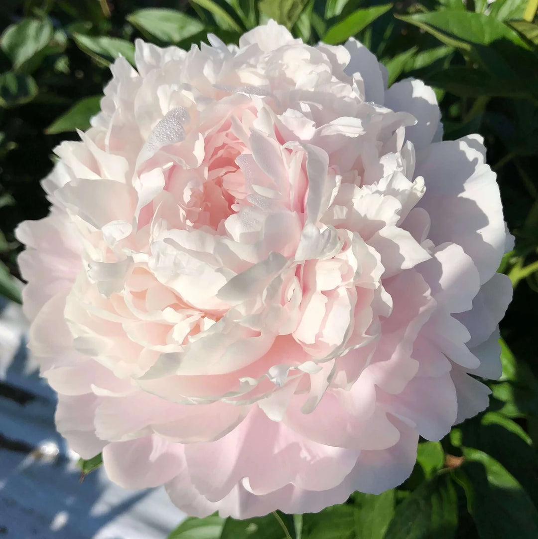 Peony Subscription