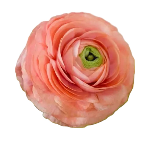 Ranunculus Salmon 5-pack