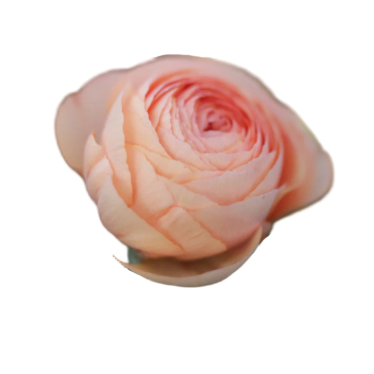 Ranunculus Salmon 5-pack