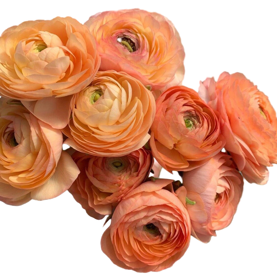 Ranunculus Salmon 5-pack