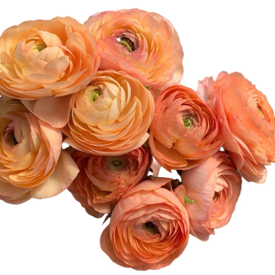 Ranunculus Salmon 5-pack