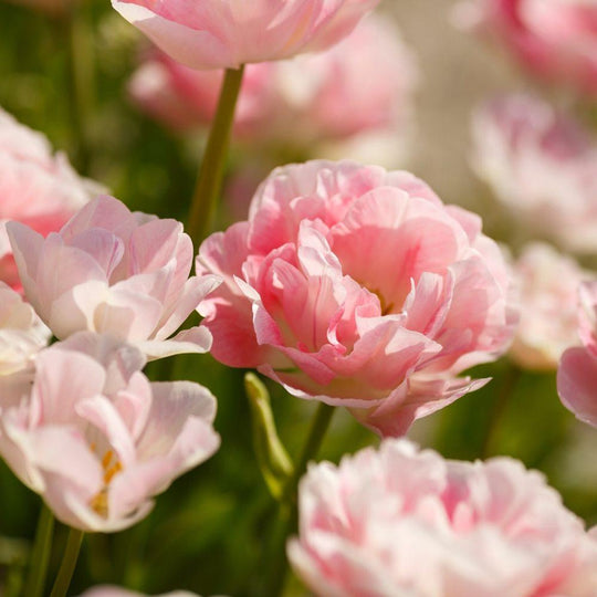 Tulip Angelique 10-pack