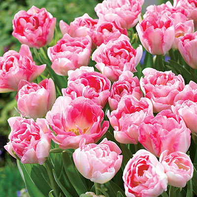 Tulip Angelique 10-pack