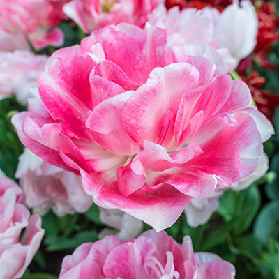 Tulip Angelique 10-pack