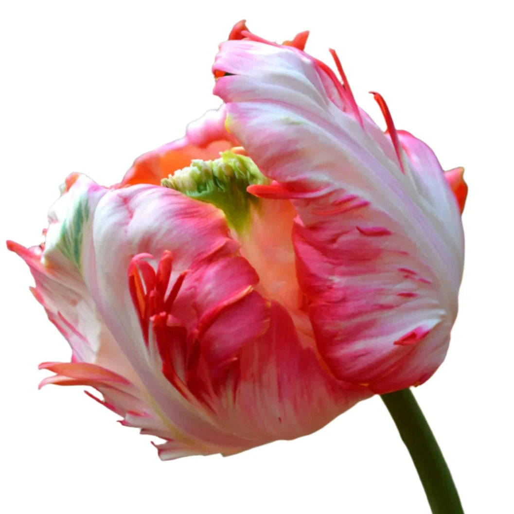 Tulip Apricot Parrot 10-pack