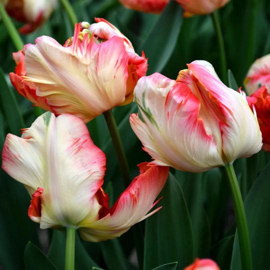 Tulip Apricot Parrot 10-pack