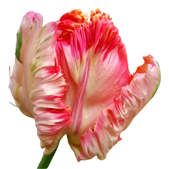 Tulip Apricot Parrot 10-pack