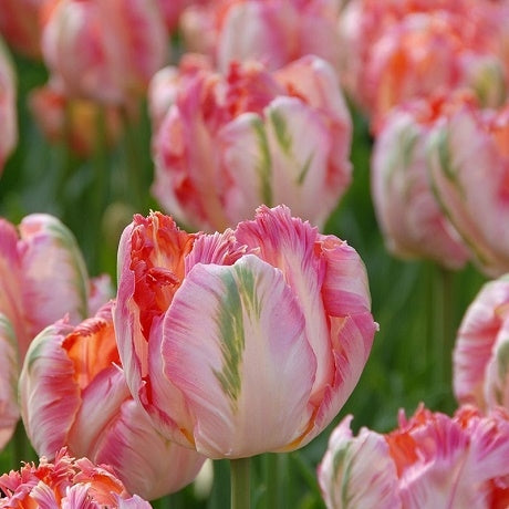 Tulip Apricot Parrot 10-pack