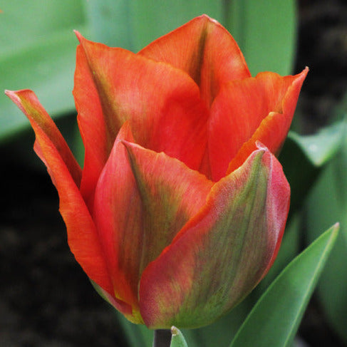 Tulip Artist 10-pack