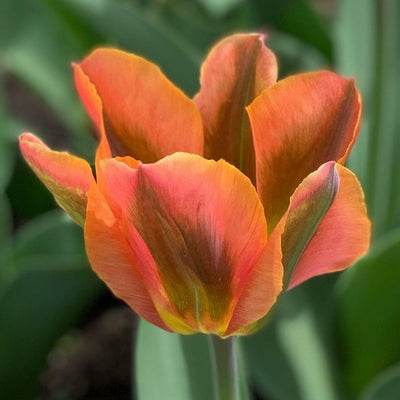 Tulip Artist 10-pack