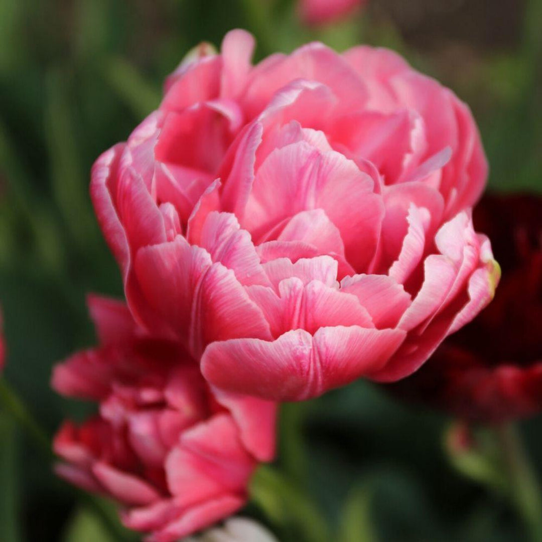 Tulip Aveyron 10-pack