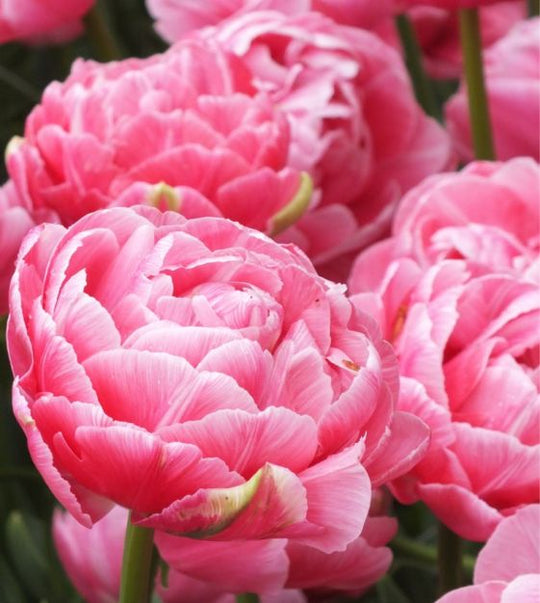 Tulip Aveyron 10-pack