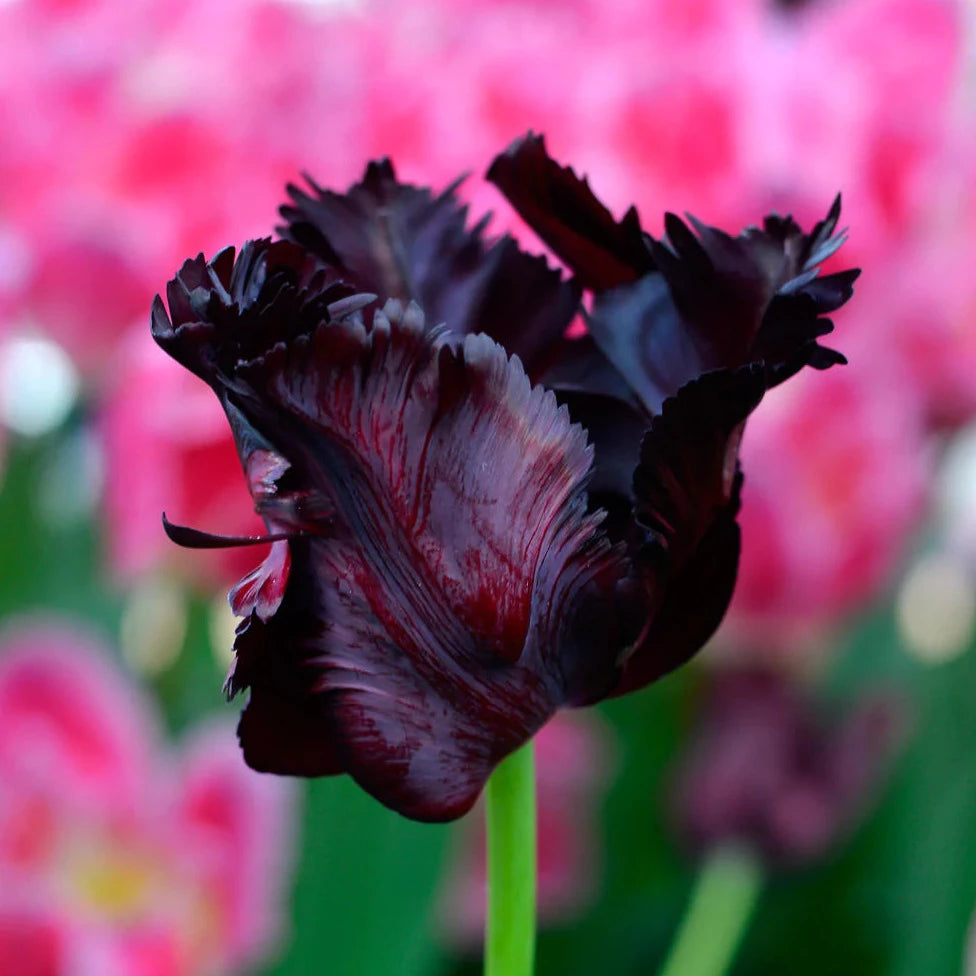 Tulip Black Parrot 10-pack
