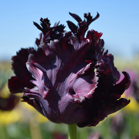 Tulip Black Parrot 10-pack