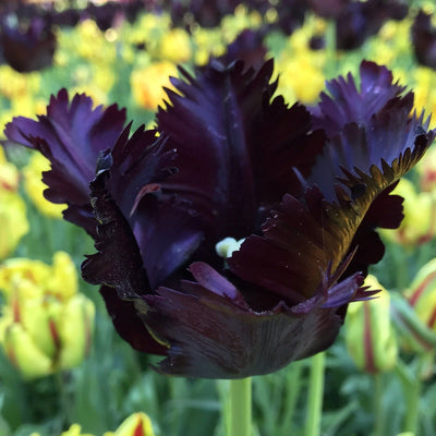 Tulip Black Parrot 10-pack