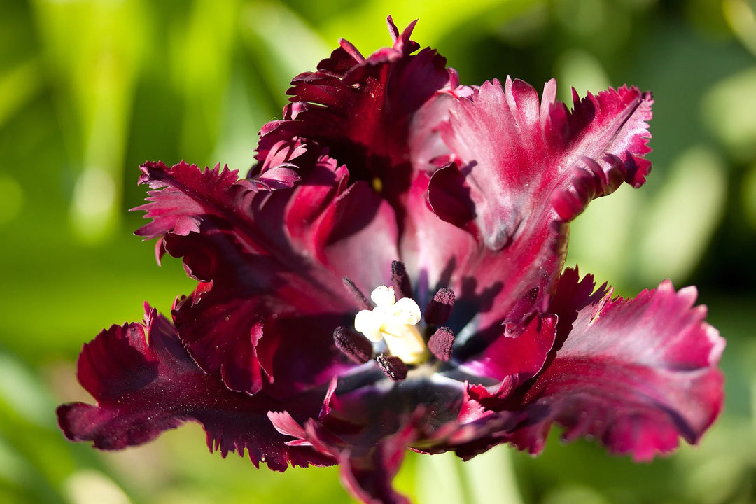 Tulip Black Parrot 10-pack
