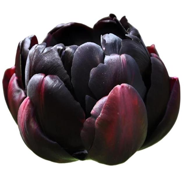 Tulip Black Hero 10-pack