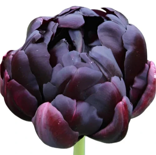 Tulip Black Hero 10-pack