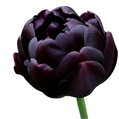 Tulip Black Hero 10-pack