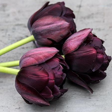 Tulip Black Hero 10-pack