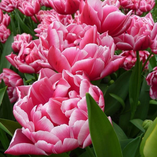 Tulip Columbus 10-pack