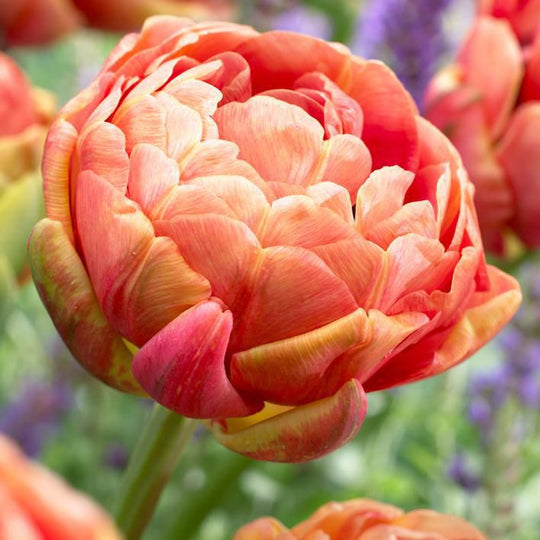 Tulip Copper Image 10-pack