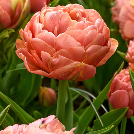 Tulip Copper Image 10-pack